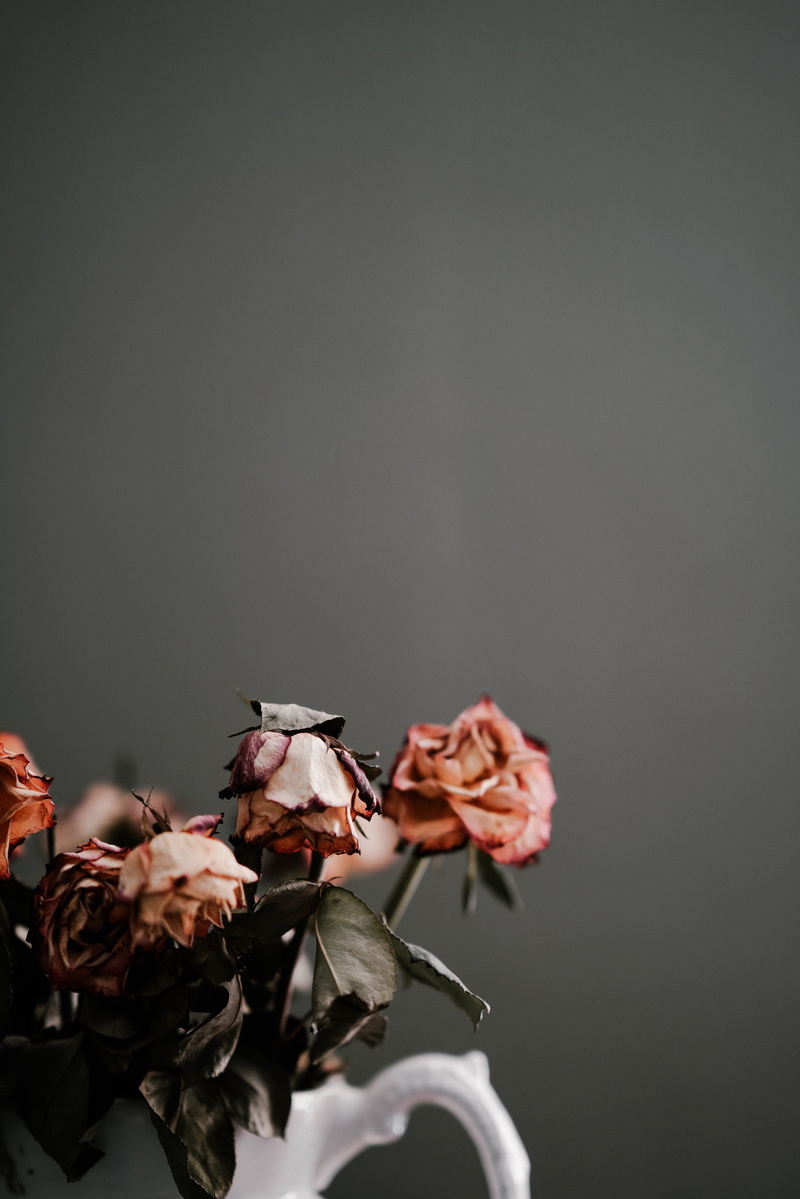 negative space, wilted plant, decay, red, gray background, studio shot, dead, flower, pink color, close-up, vulnerability, nature, inflorescence, fragility