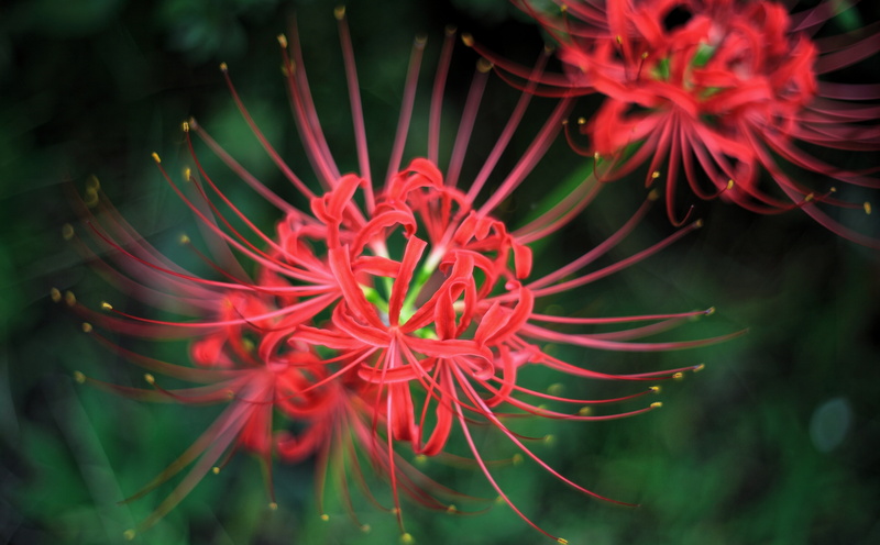 5dmarkii, freshness, 5K, inflorescence, Blossom, focus on foreground, canon, flower head, Japan, lily, selective focus, no people, close-up, vulnerability