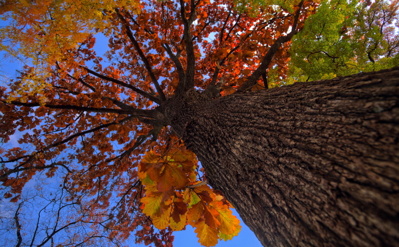 tree canopy, low angle view, Woods, close-up, Leaves, tamron, directly below, Seasons, morioka, Japan, leaf, Autumn, change, 5dmarkii, Trees, trunk, plant part