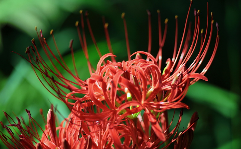 redflowers, plant, 5K, pentacon, botany, lycoris, redmagiclily, Outdoors, petal, 5dmarkii, flowering plant, Blossom, freshness, vulnerability, fragility