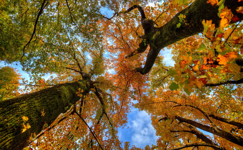tree canopy, sky, growth, plant, photomatix, outdoors, directly below, tranquility, trunk, 5K, Leaves, scenics - nature, green color, ultrawide, Fall