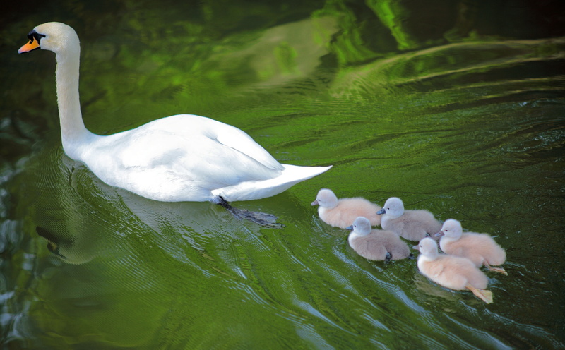floating on water, beauty in nature, Green, group of animals, kurashiki, greenwater, animals in the wild, white color, bird, white, Mother, swimming, Nature