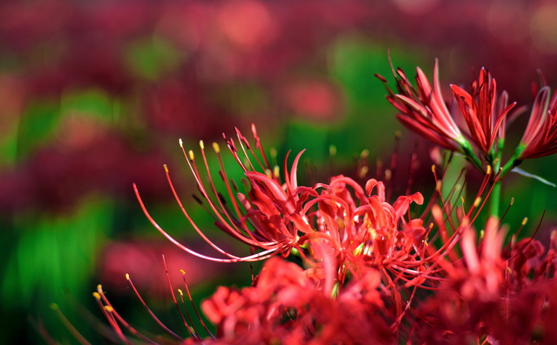 selective focus, canon, lily, clusteramaryllis, Japan, spider, pkeos, inflorescence, flower, close-up, lycoris radiata, day, no people, Nature, redflowers