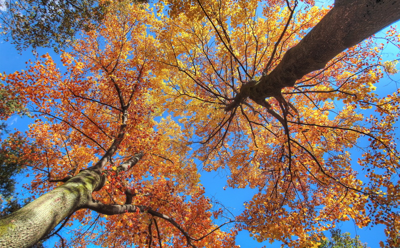 Trees, growth, day, photomatixpro, plant, Golden, beauty in nature, bluesky, low angle view, tree, ultrawide, nature, trunk, outdoors, tamron, 5dmarkii
