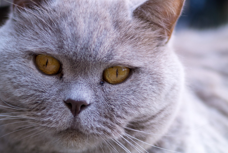 fur, domestic, domestic Animals, kitten, animal, pets, cute, animal Eye, feline, 4K, cat, domestic Cat, looking
