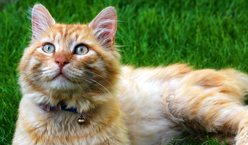 grass, summer, mammal, domestic Cat, 2K, domestic Animals, turkey, cat  cat, nature, brown, kitty, domestic, animal, ankara, cute, outdoors, white, pet