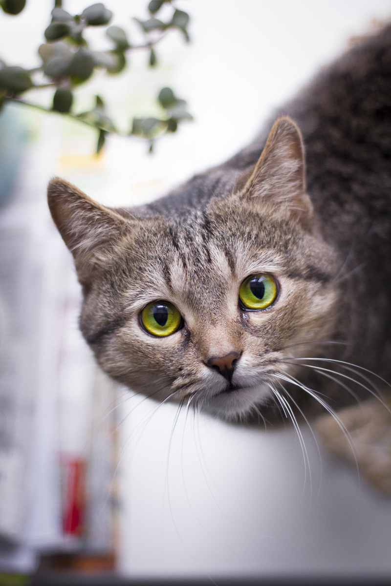 looking at camera, cute, domestic Animals, looking, brown, whisker, vertebrate, pet, kitten, animal body part, focus on foreground, mammal, no people, grey