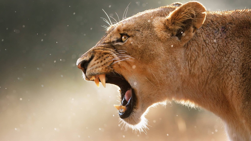 animal mouth, close-up, animal wildlife, no people, animal head, outdoors, 1080P, anger, aggression, mouth, roaring, mouth open, animals in the wild, animal