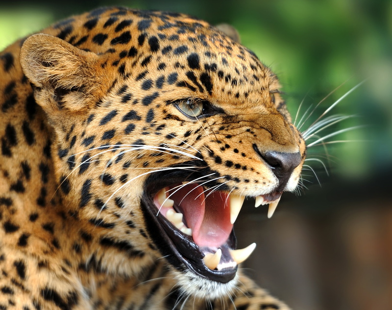 day, whisker, feline, big cat, animal teeth, mouth, close-up, spotted, mammal, one animal, focus on foreground, animal body part, aggression, beast, no people