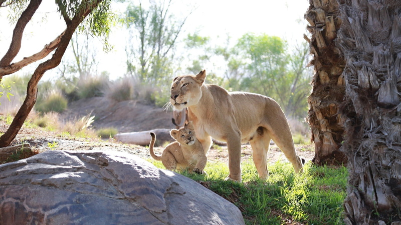 animal, 1080P, tree trunk, one animal, cat, feline, white, no people, mammal, focus on foreground, animal wildlife, coated, lion - feline, short, vertebrate