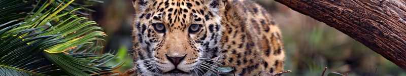 monitor, multiple, leopard, 5K, multi, no people, one animal, nature, mammal, endangered species, screen, feline, animal head, triple, animal, animal themes