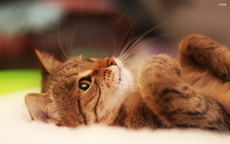 indoors, one animal, mammal, tabby, pets, animal, relaxation, feline, kitten, animals, cat, domestic animals, brown, selective focus, animal themes, whisker