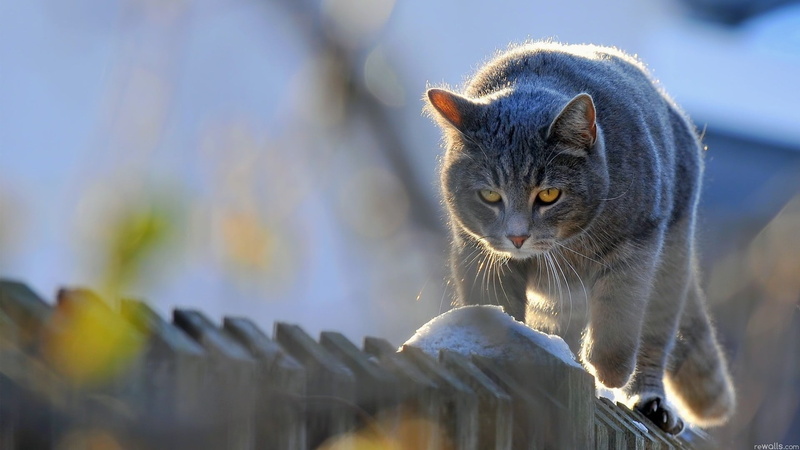 mammal, no people, day, one animal, whisker, pets, looking, cat, vertebrate, fence, animal eye, looking at camera, domestic, close-up, domestic animals