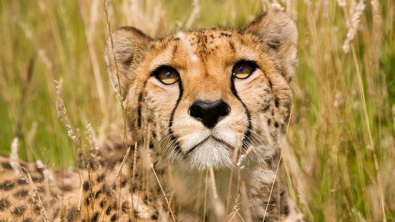 1080P, feline, nature, cheetahs, animals