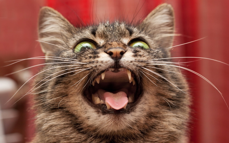 domestic, aggression, domestic animals, cat, feline, one animal, short, no people, whisker, pets, mouth, animal, maine coon cat, animal body part, animal teeth