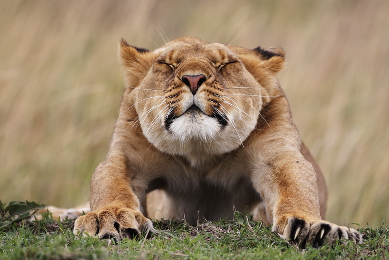 animal themes, wilderness Area, plain, lying Down, lion - Feline, animal, grass, brown, safari Animals, cub, africa, plant, lion Cub, resting, nature, male Animal