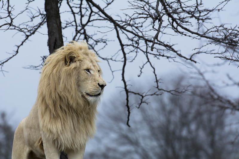 animal wildlife, vertebrate, lion - feline, focus on foreground, animals, animal, bare tree, one animal, mammals, day, no people, hair, plant, tree, branch