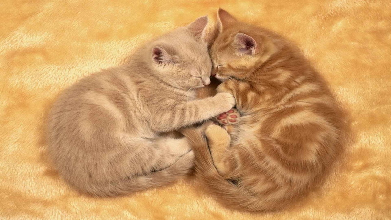group of animals, two animals, relaxation, love, togetherness, animal, cat, high angle view, 1080P, whisker, domestic animals, pets, no people, young animal