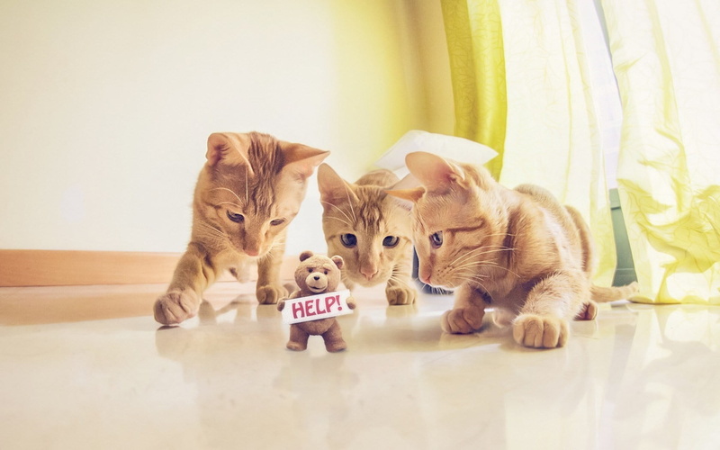 curtain, domestic animals, animal, coated, pets, toy, three, feline, 720P, young animal, table, animal themes, indoors, two animals, mammal, no people