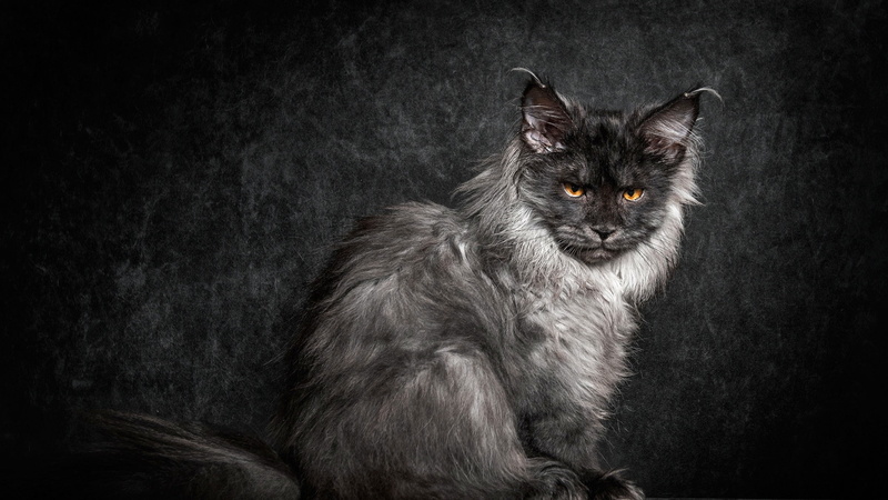 black background, mammal, pets, animals, portrait, sitting, indoors, no people, animal hair, domestic animals, studio shot, whisker, one animal, feline