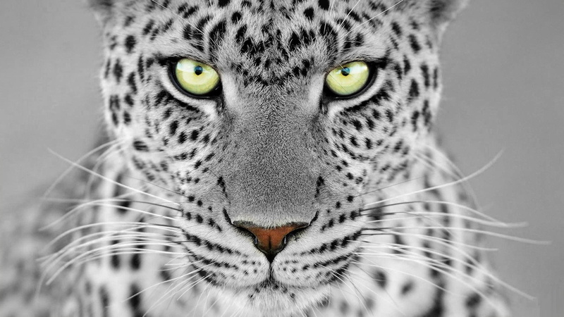 leopard (animal), leopard, selective coloring, monochrome, 1080P, animals, feline