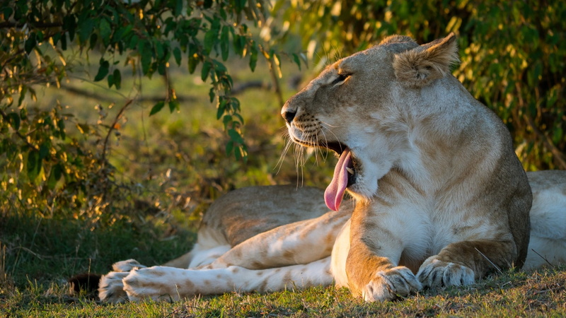 animals, feline, lion, nature, 1080P