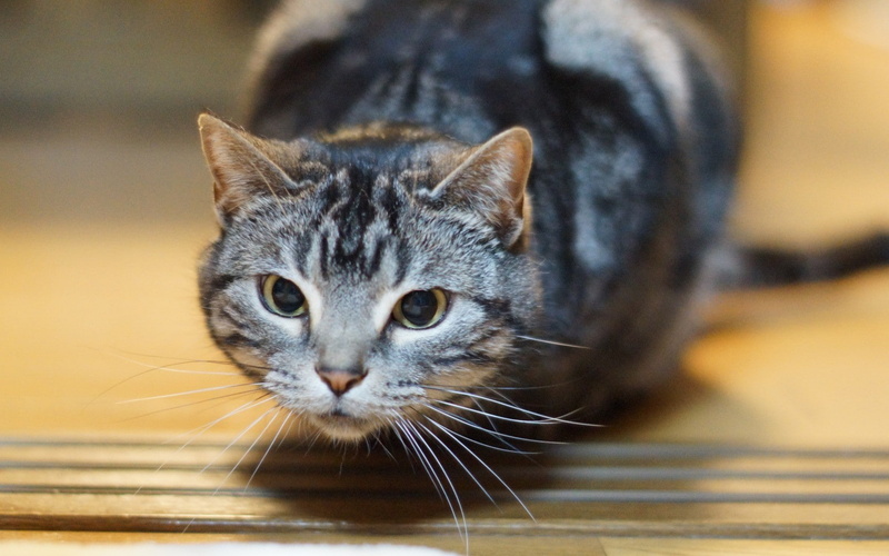 720P, feline, animals, cat