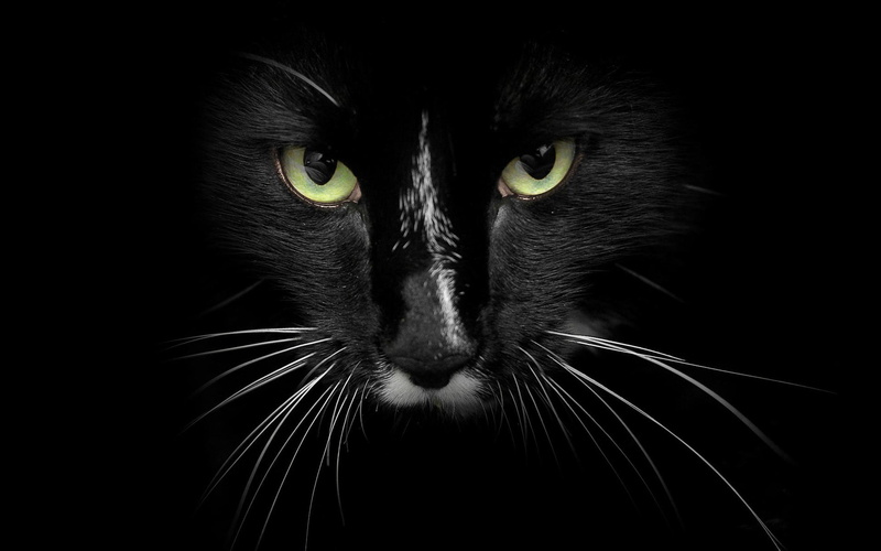 pets, no people, animal themes, indoors, close-up, portrait, domestic, animal eye, black background, looking at camera, black, 1080P, yellow eyes, face