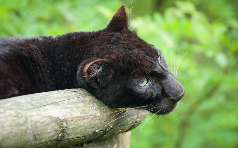 panthers, 2K, feline, animals