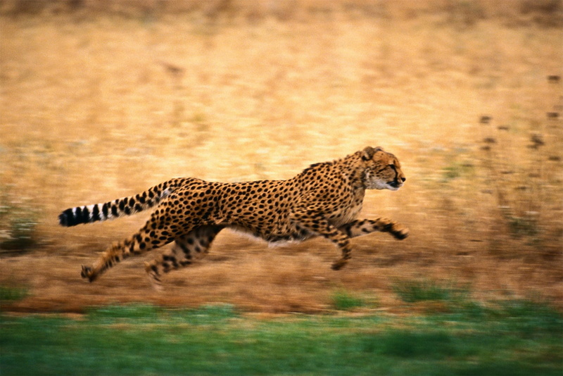 vertebrate, speed, no people, big cat, safari, running, motion, animals, animal themes, cheetah, animal, mammal, cat, feline, one animal, depth of field