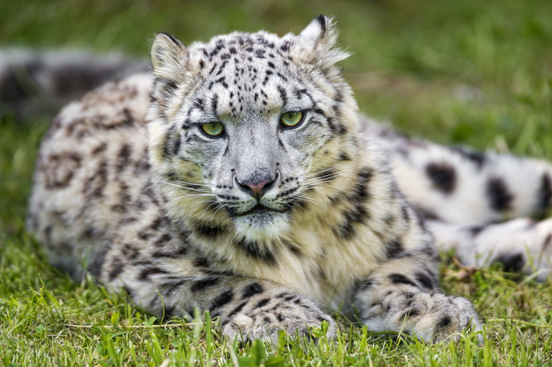 land, animal themes, one animal, feline, cat, tiger, day, grass, animals in the wild, mammal, big cat, plant, field, looking at camera, portrait, animal wildlife