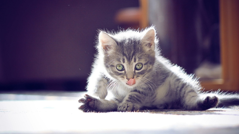 domestic animals, indoors, kitten, animal themes, relaxation, close-up, portrait, looking at camera, mammal, tabby, cat, young animal, no people, animal