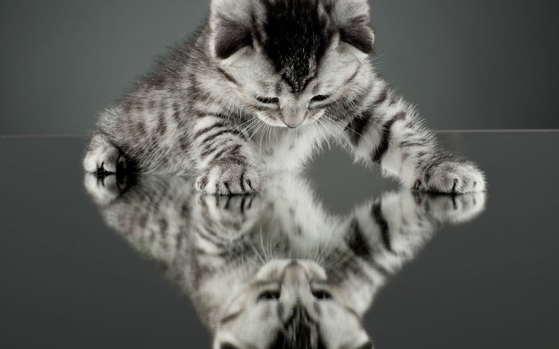 cat, 1080P, one animal, nature, kitten, no people, studio shot, kittens, pets, whisker, portrait, indoors, vertebrate, domestic, mammal, domestic cat