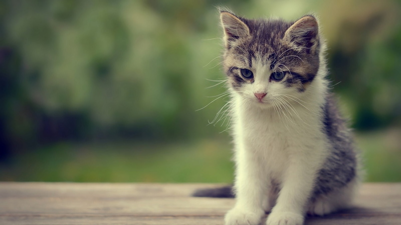 pets, looking at camera, day, one animal, domestic, domestic animals, vertebrate, animal, sitting, whisker, tabby, animals, domestic cat, feline, kitten
