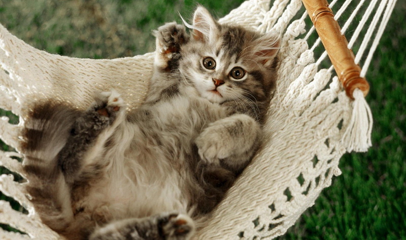 animals, relaxation, basket, cat, animal themes, no people, pets, domestic cat, gray, animal family, tabby, two animals, looking at camera, domestic animals