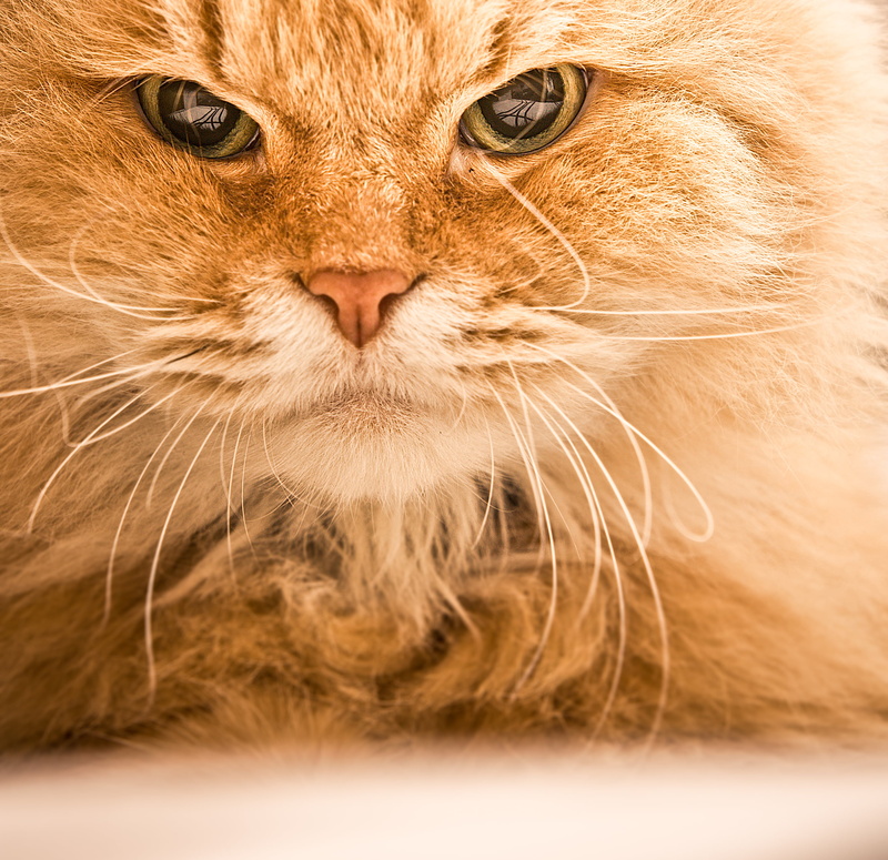 domestic Cat, domestic Animals, portrait, kitten, Mikan, Cats, feline, focus, 2K, pets, cute, orange, mammal, looking, photo, long, young Animal, purebred Cat