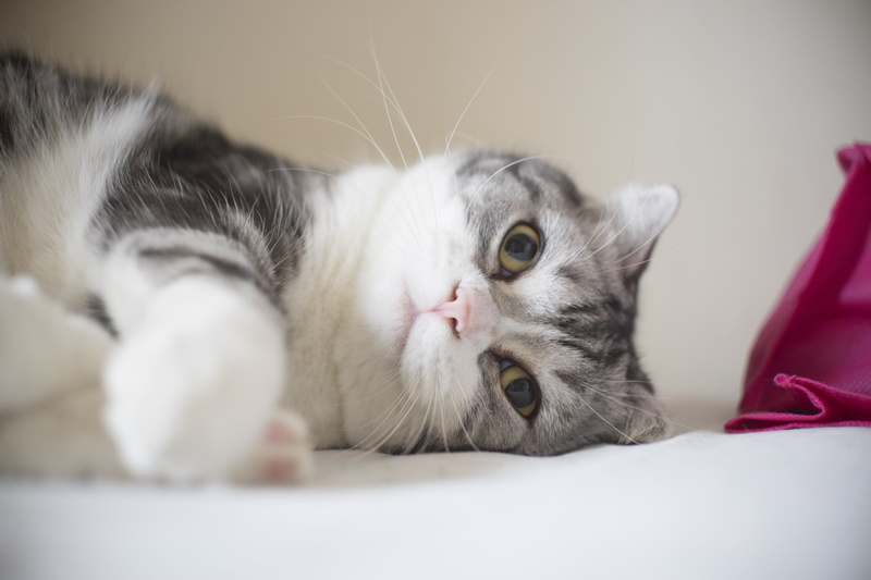 mammal, gray, Schneider, textile, Cine, F2, animal, 5K, paw, cat, Sony  A7, looking, medium, lying, cute, domestic Animals, kitten, whisker, Arriflex