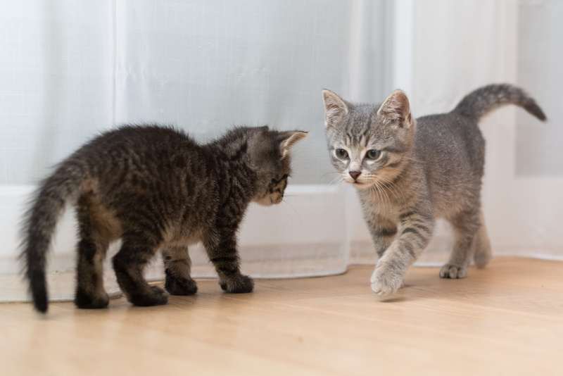 young Animal, mammal, Kitten, gray, kittens, domestic Animals, fur, Katze, domestic Cat, feline, animal, Cats, tabby, black, 4K, pets, cute, indoors, looking