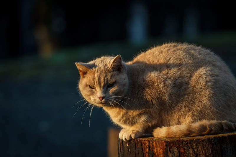 cute, outdoors, animal, feline, log, fur, kitten, 5K, nature, domestic Cat, orange, cat, mammal, top, wood, tabby, pets