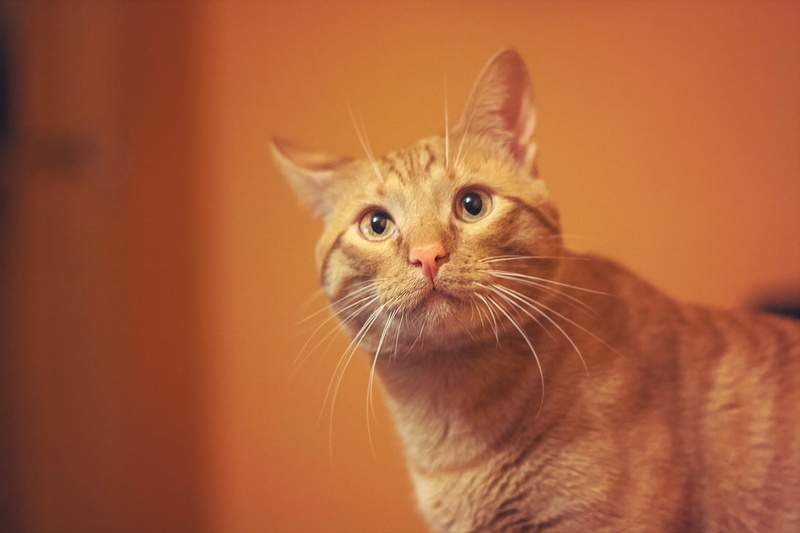 domestic Cat, cat, Zaragoza, brown, feline, tabby, kitten, looking, mammal, brown tabby, pet, whisker, mascota, felino, fauna, ES, pets, animal, photo