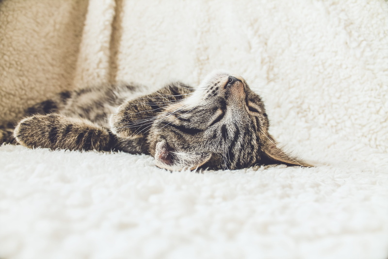 vertebrate, animal themes, mammal, fur, animals, feline, one animal, selective focus, indoors, Sleeping, pets, no people, lying down, cute, tabby, domestic
