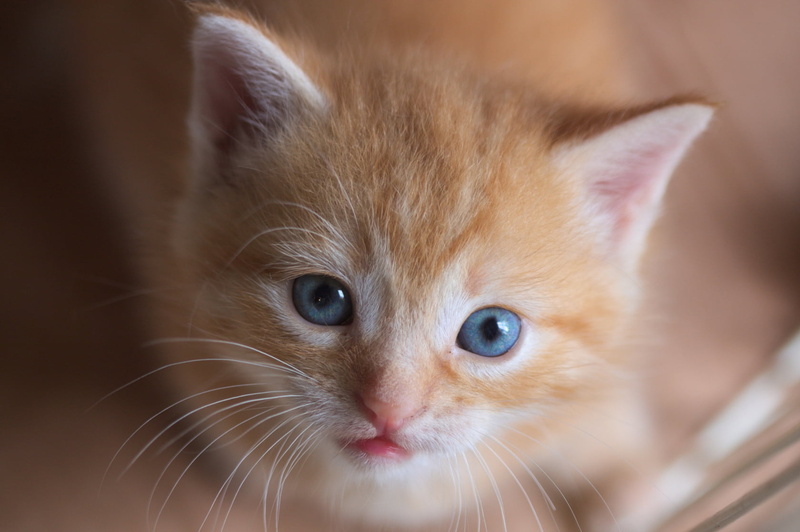 720P, cute, small, mammal, fur, cat, Kitten, indoor, looking, tabby, young Animal, orange, pets, domestic Cat, pet, animal, orange tabby