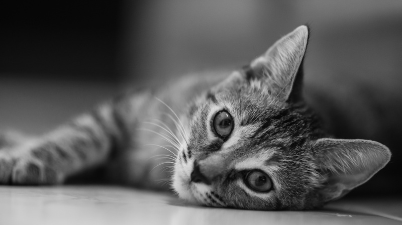 feline, Black and White, tabby, AF, kitten, young Animal, Nikkor, cat, looking, com, grayscale, John Chandler, photo, fur, pets, 5K, f2, Sookie, Sony A7R