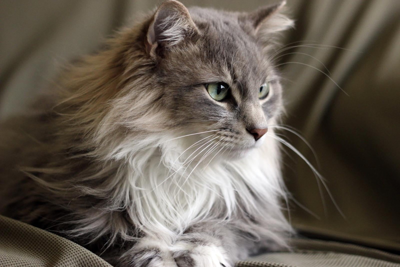 tabby cat, young Animal, silver, pets, cat, fur, gray  maine, looking, cute, photography, Leo, maine  coon, macro, animal, 720P, domestic Cat, macro photography