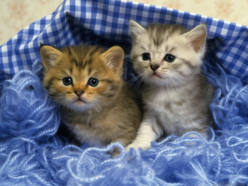 kitten, animal, cute, animals, two, 1080P, kittens