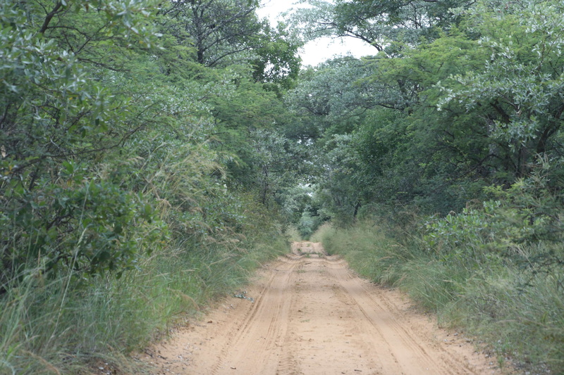 non-urban scene, tree, way, direction, bushveld, green color, forest, trail, trees, tranquil scene, bush road, footpath, brown, 4K, land, tranquility