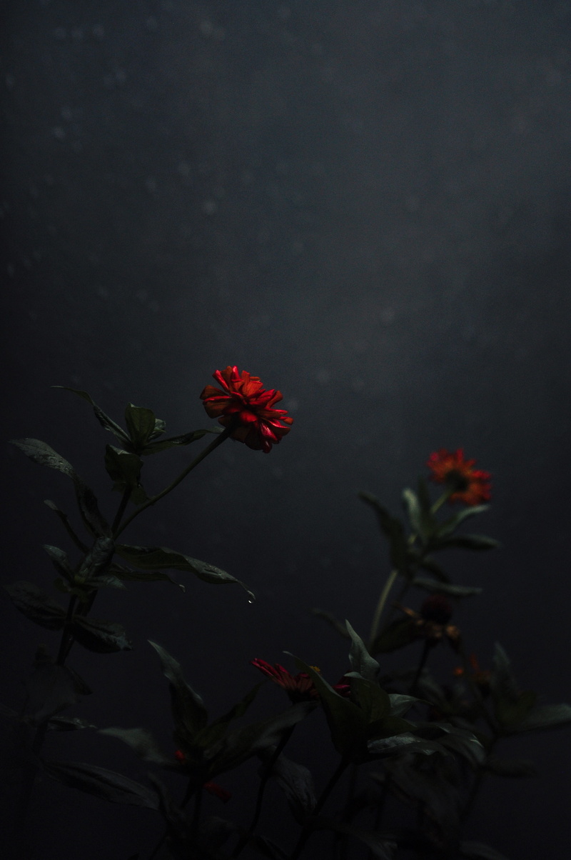 close-up, pollen, portrait, petaled, geranium, red, aster, blossom, daisy, freshness, flower, daisies, flowers, growth, flowering plant, beauty in nature