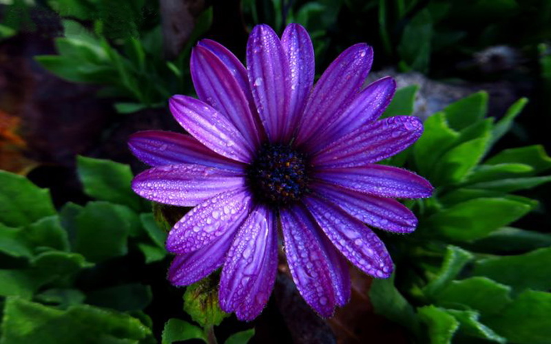 purple, aster, dark, color, 1080P, hd, water, full, flower, droplets