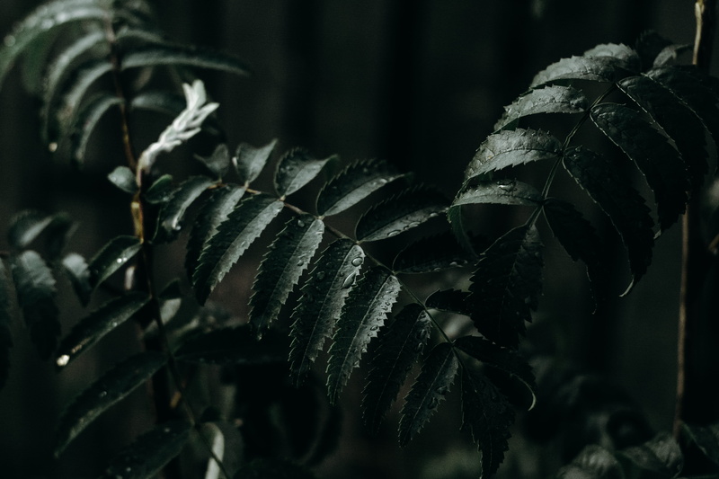 close-up, beauty In Nature, outdoors, frond, branch, wheat, woodland, summer, 5K, field, tree, leaves, light, green, forest, wet, no People, leafe, dark