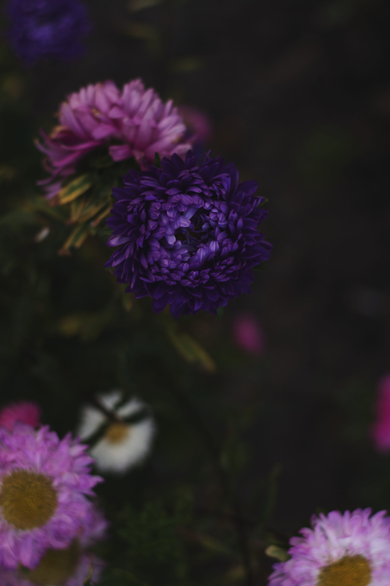 darkness, petals, flower head, freshness, season, 5K, outdoors, flora, no people, purple, beautiful, lilac, color, close, photo, flower, blur, focus on foreground